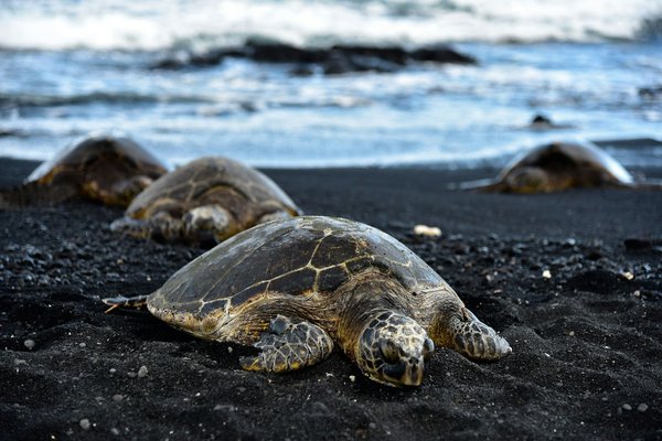 Quels sont les meilleurs spots pour observer les tortues dans les îles Galápagos?